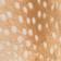 Marron multi