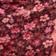 Light Arctic Pink