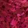 Pink Combination