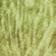 Green Multi