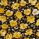 Yellow Multi