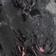 Black Multi