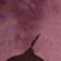 Plum Blue