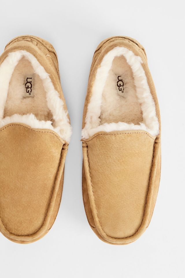 Pantoufles Ascot UGG Châtaigne #1