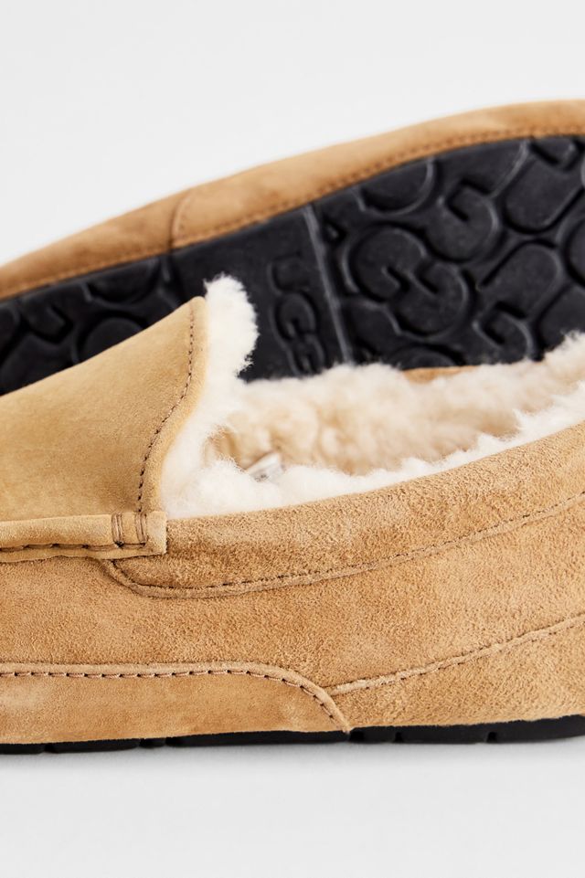 Pantoufles Ascot UGG Châtaigne #3