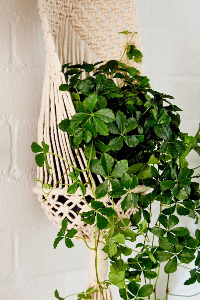 Braid Back Hanging Planter #2