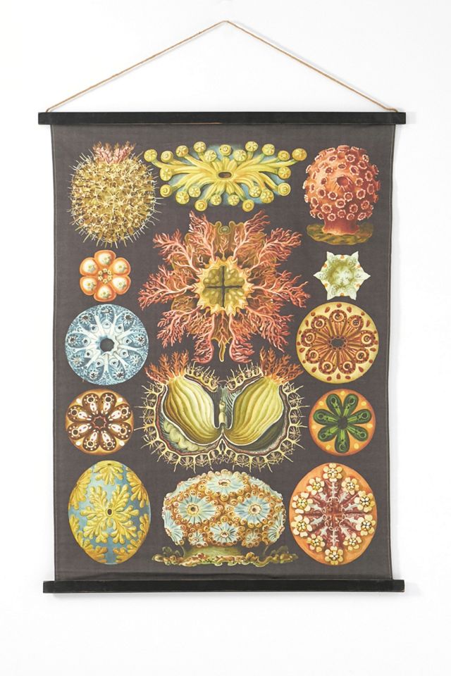 Algae Hanging Wall Art Urban Outfitters UK