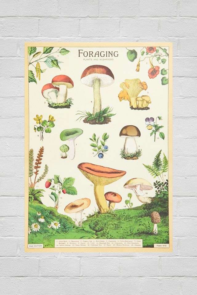 Cavallini & Co Mushroom Wall Art Print Urban Outfitters UK