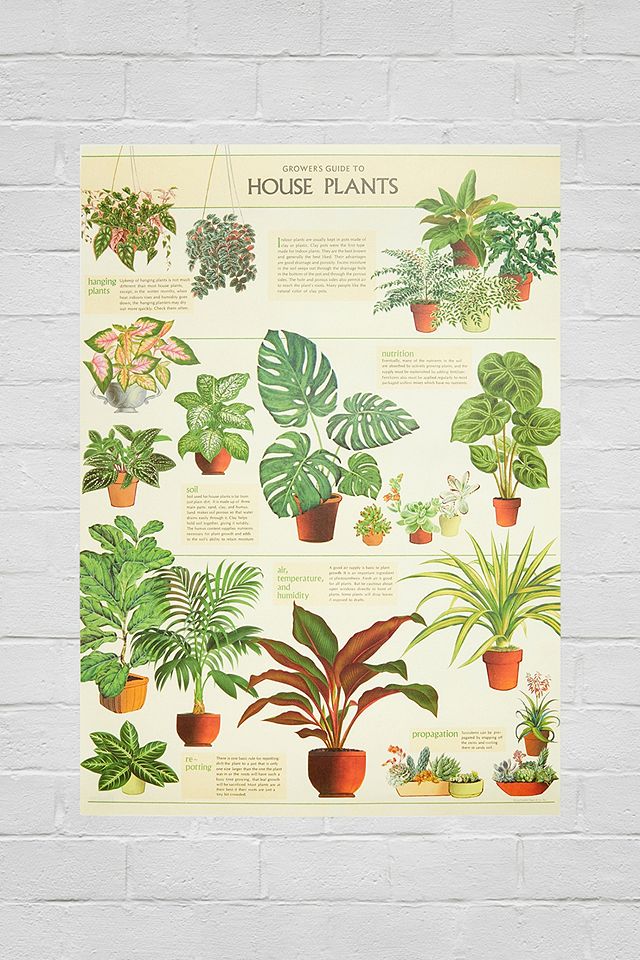 Cavallini & Co House Plants 70x50 Poster