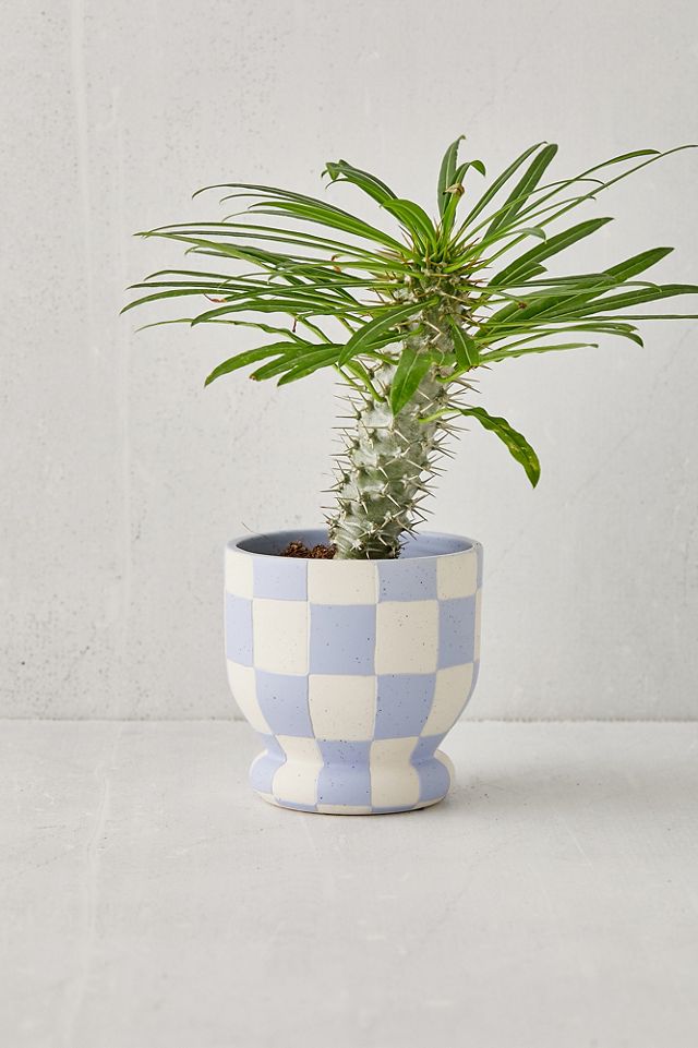 Frankie Lavender Plant Pot Urban Outfitters UK
