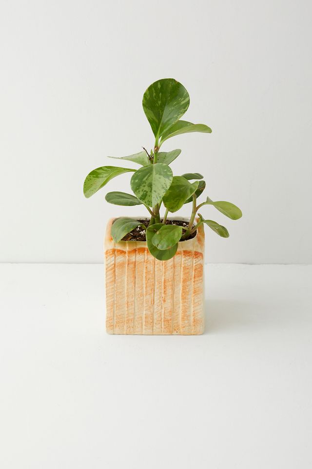 Pot de Plante en Forme de Pain #3