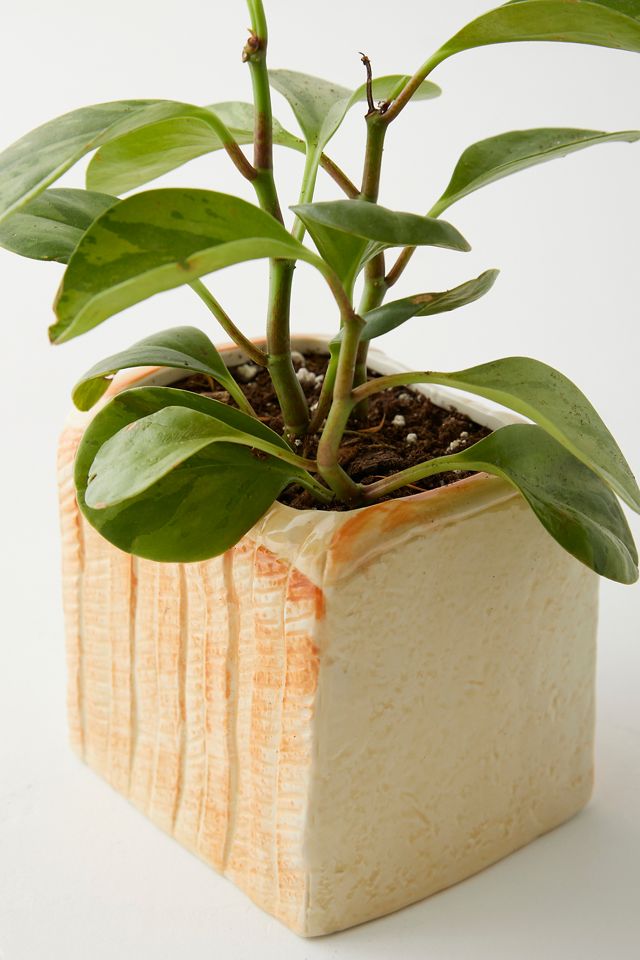 Pot de Plante en Forme de Pain #4
