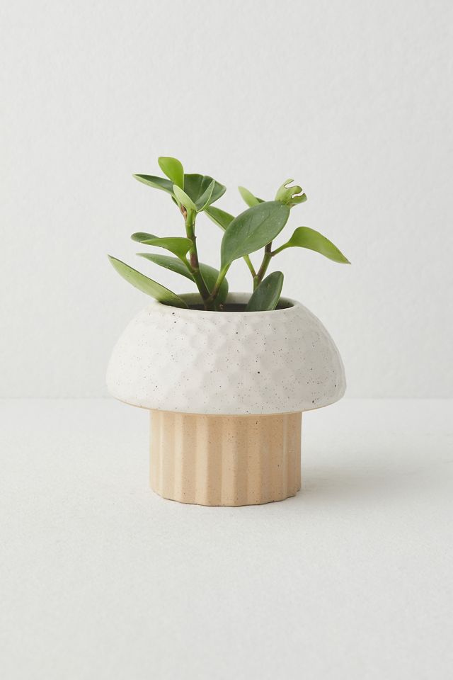 Mushroom Planter #2