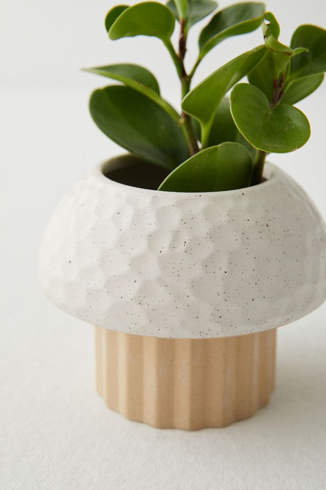 Mushroom Planter #3