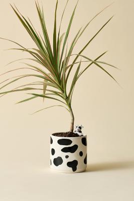 Peeking Cow Planter - Black/White ALL at Urban Outfitters