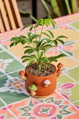 Sprossender Pilz-Blumentopf