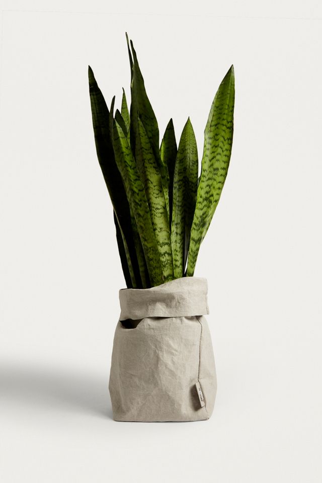PapyrMAXX Large Bag Planter