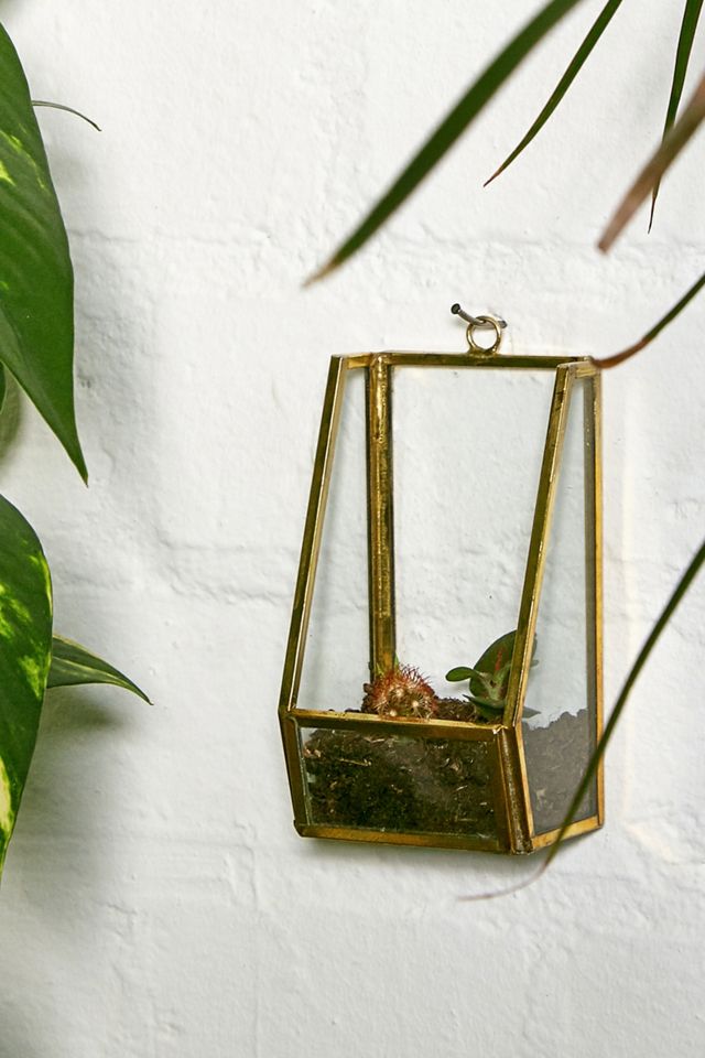 Medium Wall Box Terrarium #3