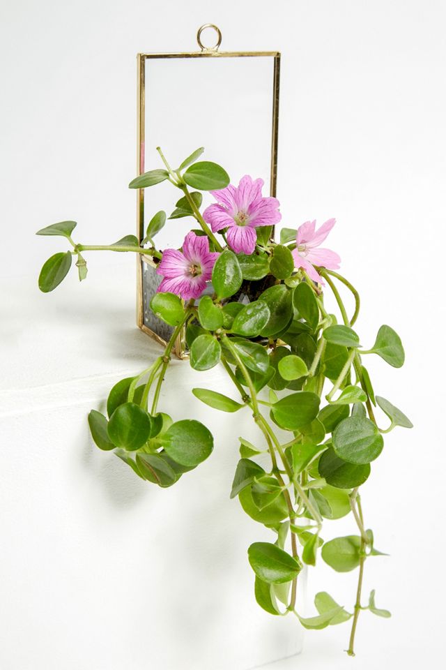 Terrarium zum Aufhängen #2