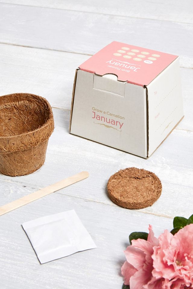 Grow a Carnation January Birth Flower Kit #1