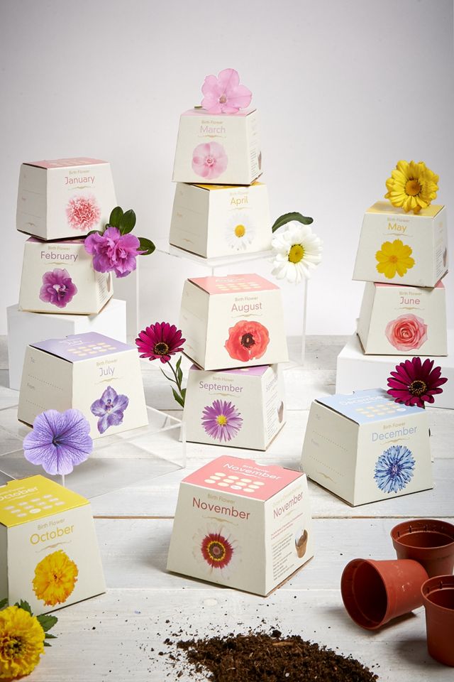 Grow a Chrysanthemum November Birth Flower Kit #2