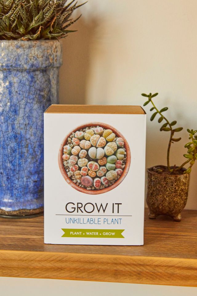 Grow Your Own Unkillable Plant Kit