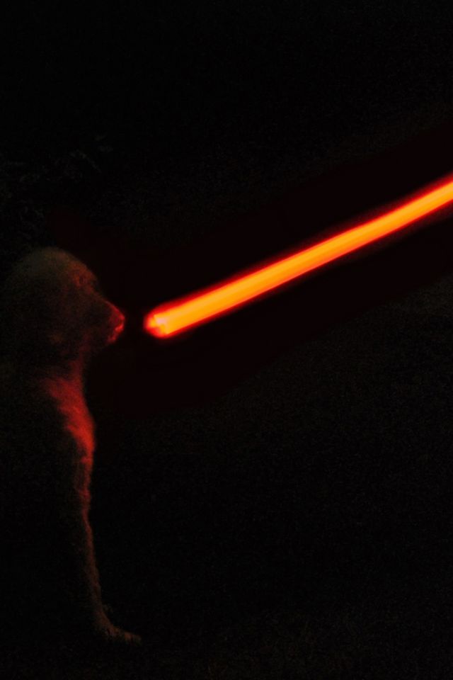 Lightsaber dog clearance lead