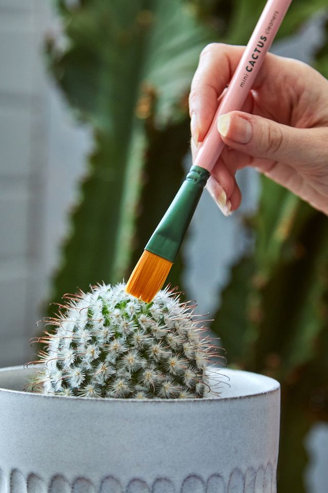 Mini Cactus Cleaners | Urban Outfitters UK