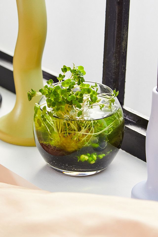 urbanoutfitters.com | „Grow Your Own Water Garden“ Bausatz