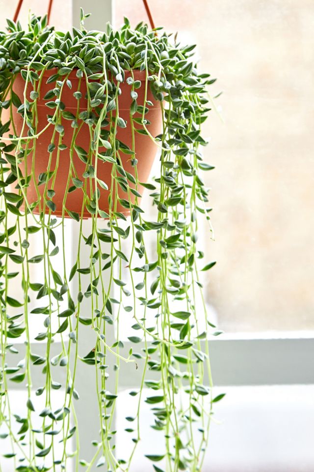 String Of Pearls Live Hanging Plant #1