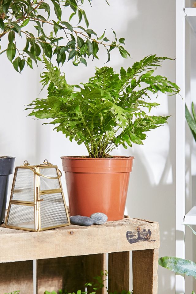 Boston Fern Live Plant