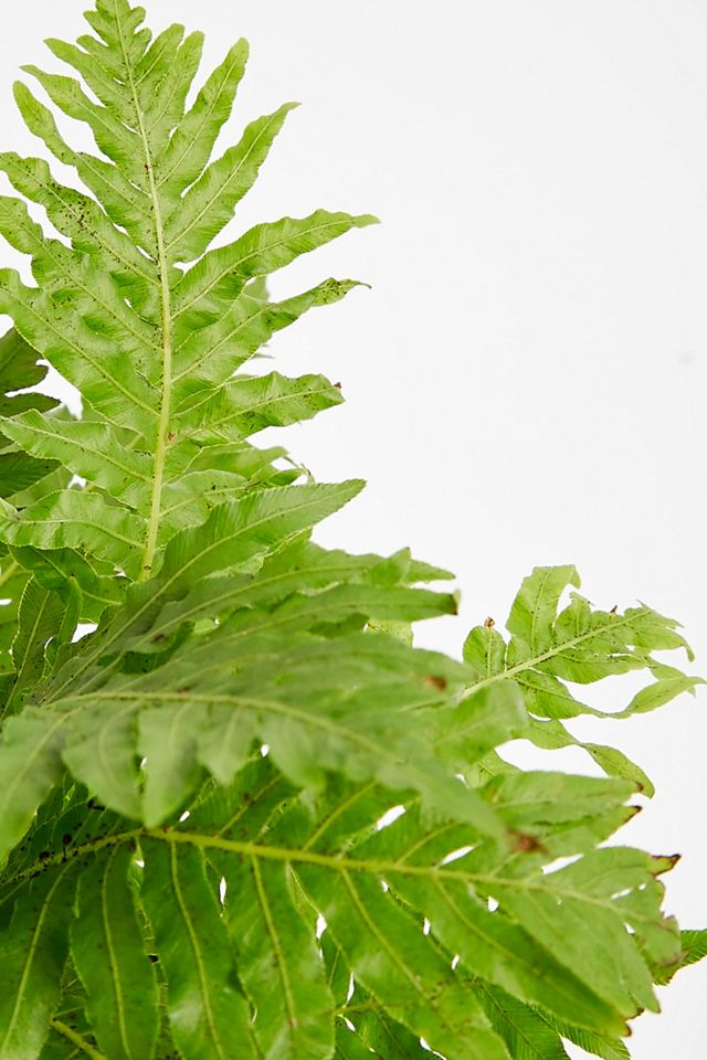 Boston Fern Live Plant #1