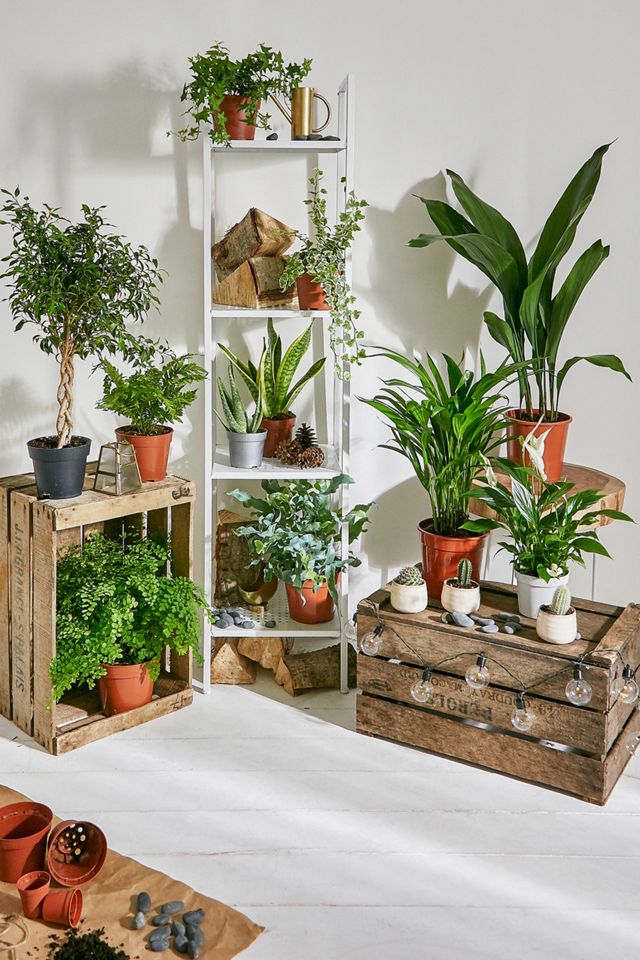 Boston Fern Live Plant #2