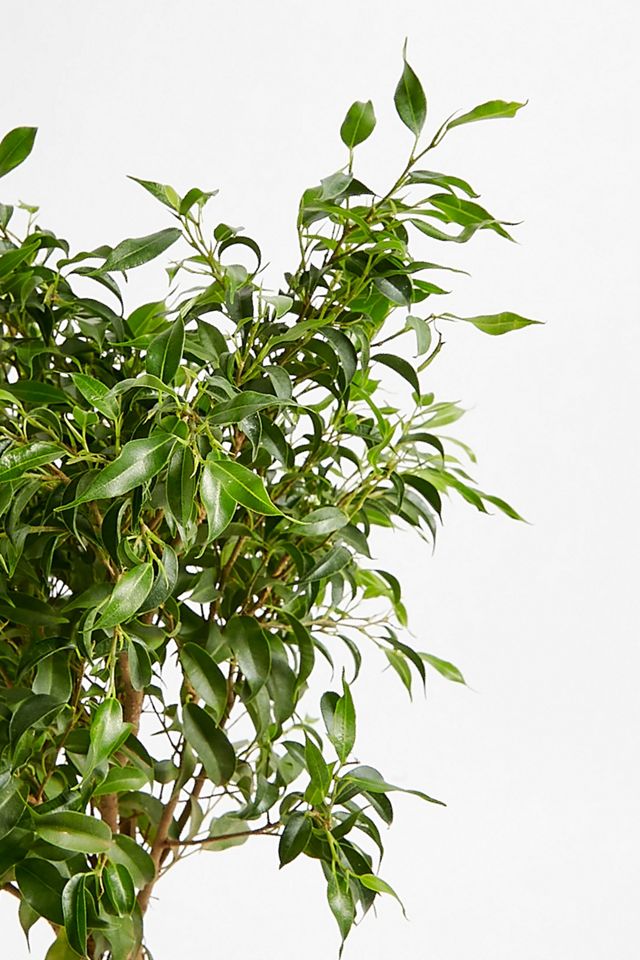  Lollipop Ficus Live Plant #1