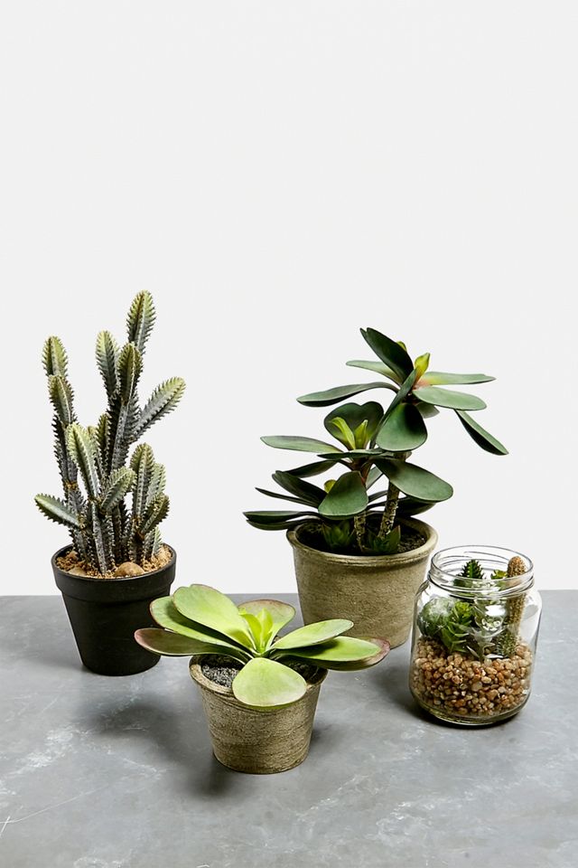 Euphorbia Cactus Faux Plant #1