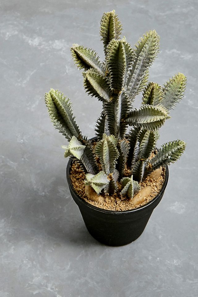 Euphorbia Cactus Faux Plant #2