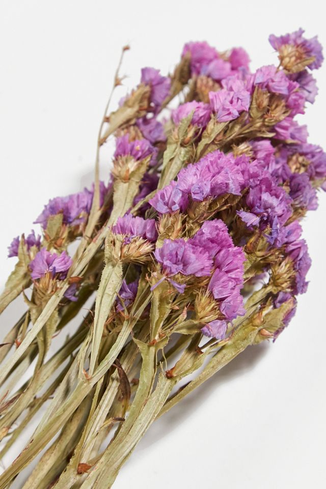 Plantophile Bright Dried Flowers Bunch #1