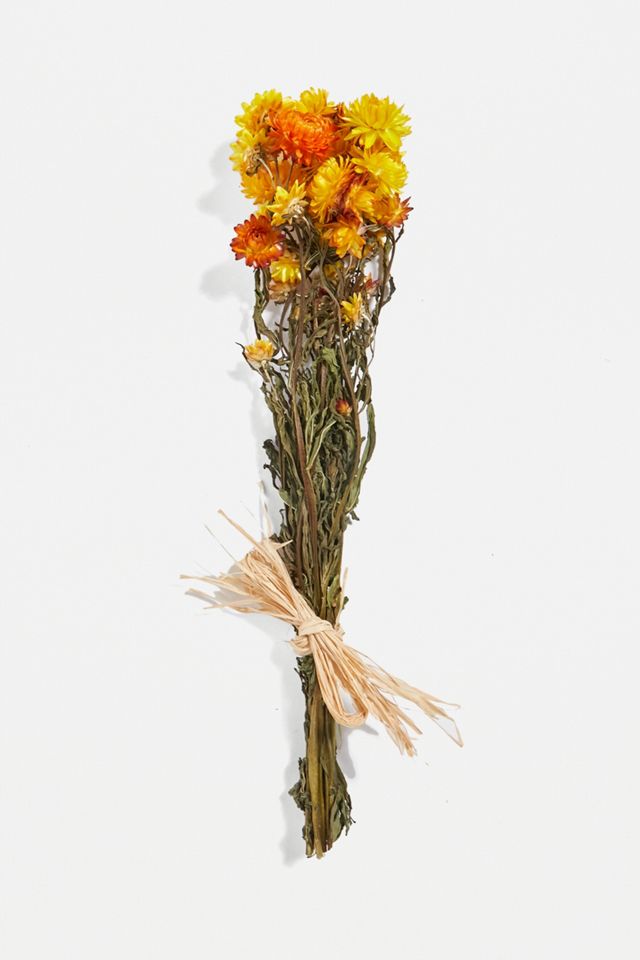 Plantophile Bright Dried Flowers Bunch #2