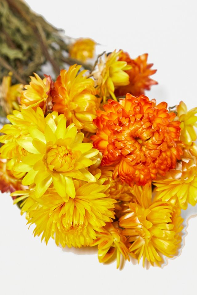 Plantophile Bright Dried Flowers Bunch #3