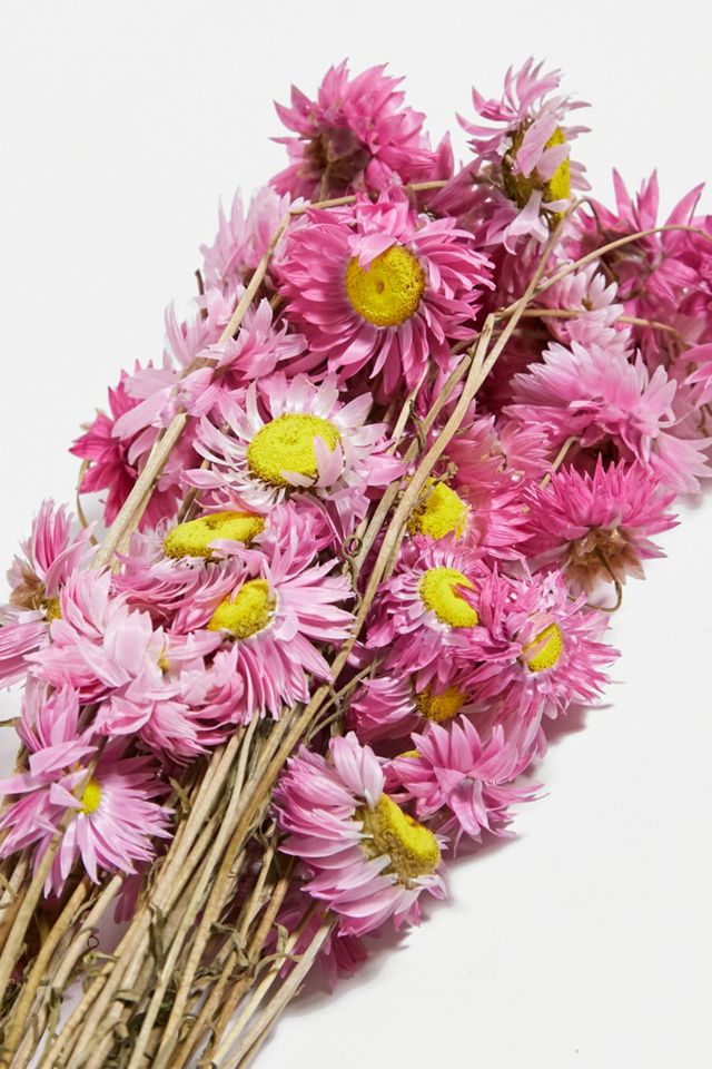 Plantophile Bright Dried Flowers Bunch #4