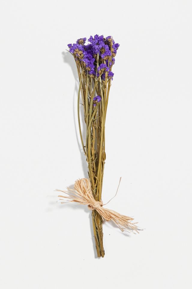 Plantophile Bright Dried Flowers Bunch #5