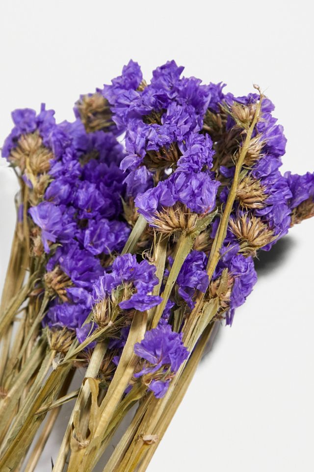 Plantophile Bright Dried Flowers Bunch #6