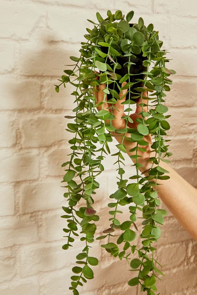 Planta de Eucalipto Falso Colgante #1