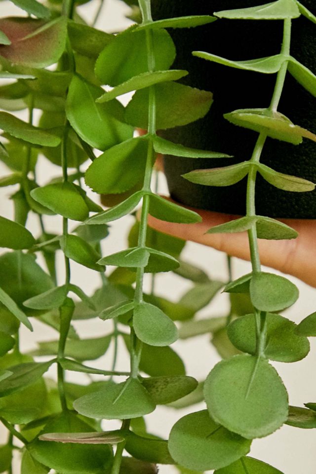 Planta de Eucalipto Falso Colgante #2