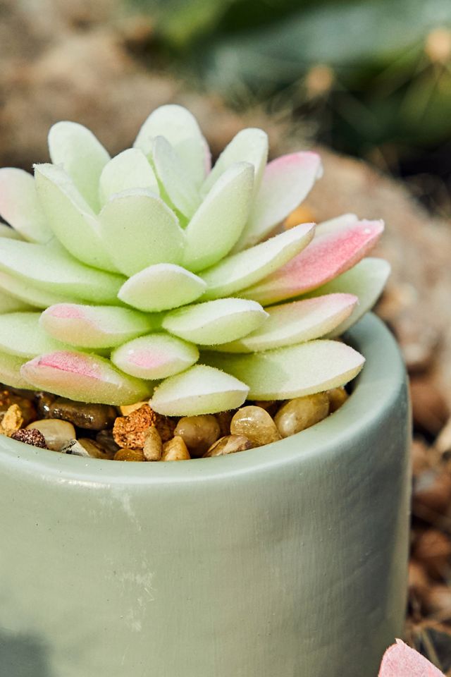 Faux Light Green Succulent  #1