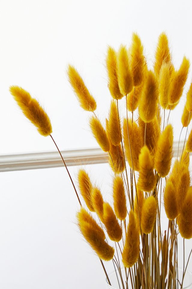 Yellow Bunny Tail Dried Flowers #1