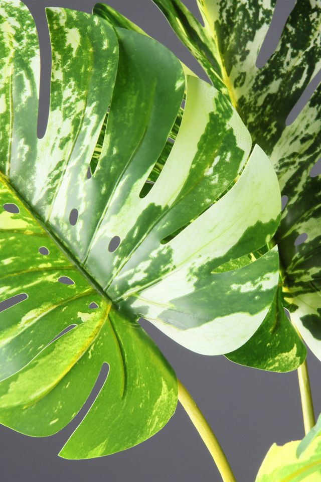 Finta pianta variegata Monstera  #1