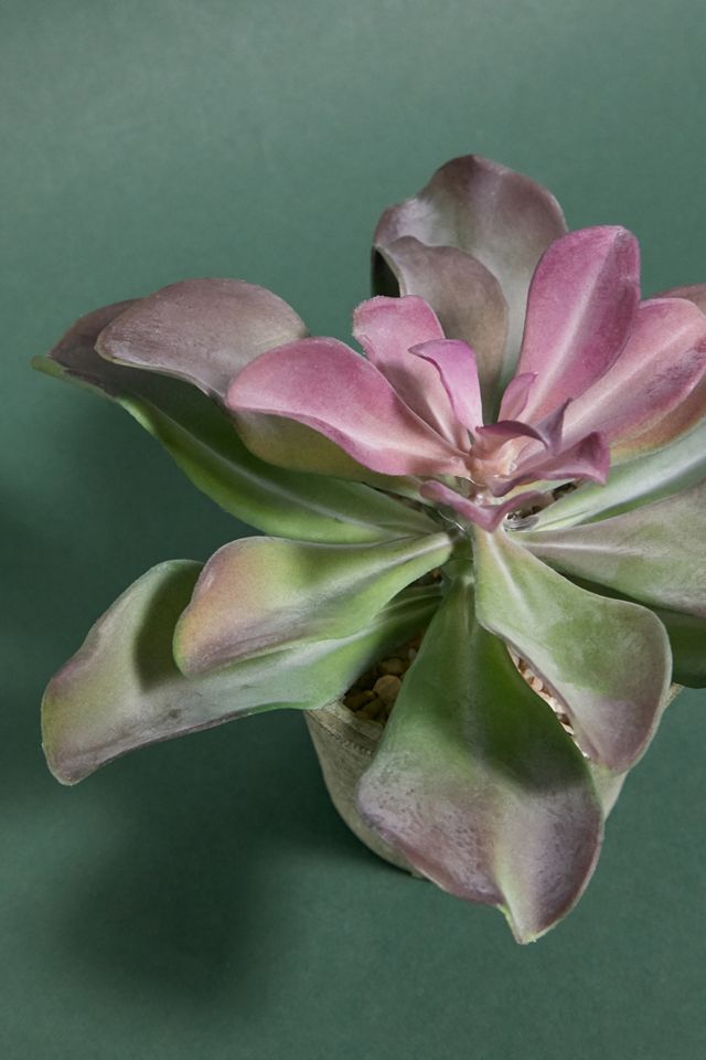 Fausse Plante Echeveria #1