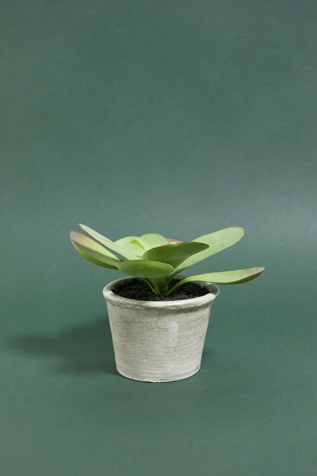 Knstliche Kalanchoe Pflanze | Urban Outfitters DE