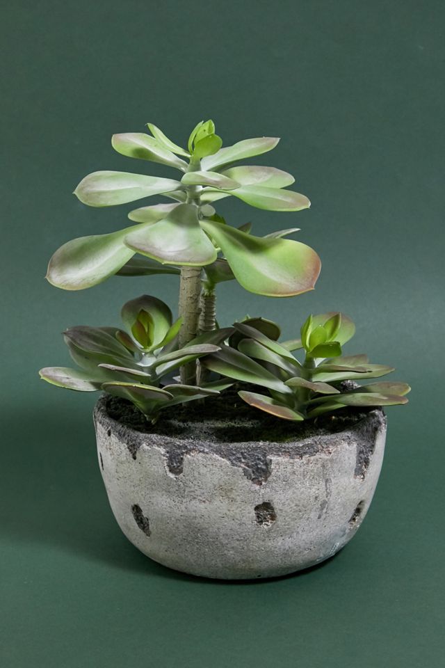 künstlicher bonsai ahorn Künstlicher Japanischer Ahorn - Ottilie | 210 cm main image 0